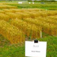 加拿大小麦试验报告