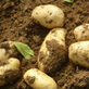 田美乐（TM）在山东滕州马铃薯上的试验报告