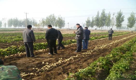 山东省滕州市界河镇界河村 土豆种植