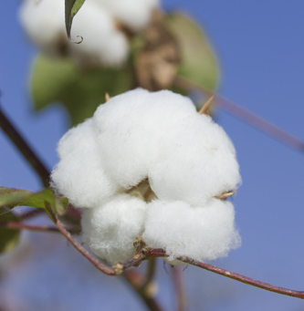澳大利亚Warilea棉花试验案例