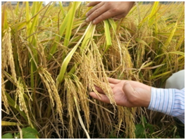 田美乐（TM）在湖南镉污染水稻田上的试验报告