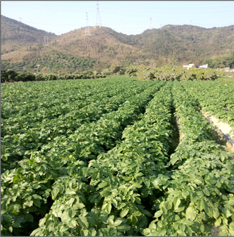 田美乐（TM）在广东省惠东县稔山镇莲蓬岭下村马铃薯上的示范报告