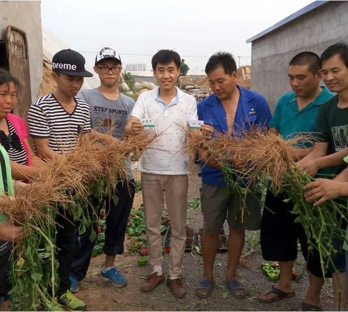 山东寿光董屯村太空椒：经销商和农户都说田美乐好