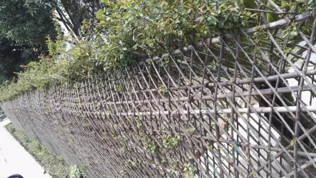 都江堰苗木基地：难倒用户的一片怪篱笆，终于救活了！