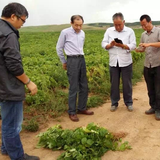 内蒙古多伦土豆示范基地迎来考察团