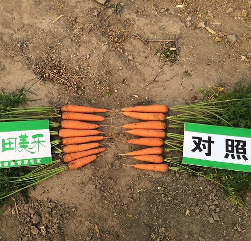 田美乐（TM）在山东寿光胡萝卜上的试验报告